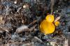 fungi_08_t1.jpg