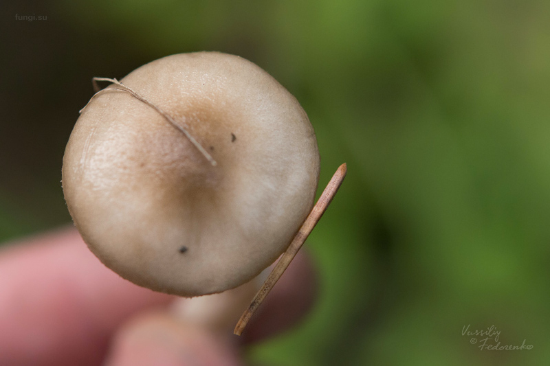 hygrophorus_02.jpg