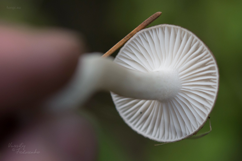 hygrophorus_03.jpg