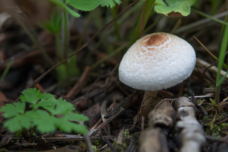 lepiota_01.jpg