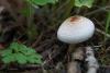 Lepiota sp.