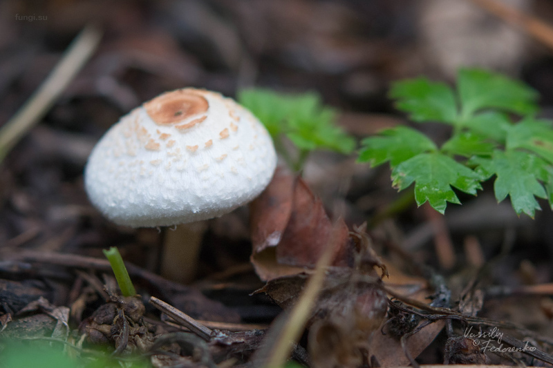 lepiota_02.jpg