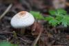 Lepiota sp.