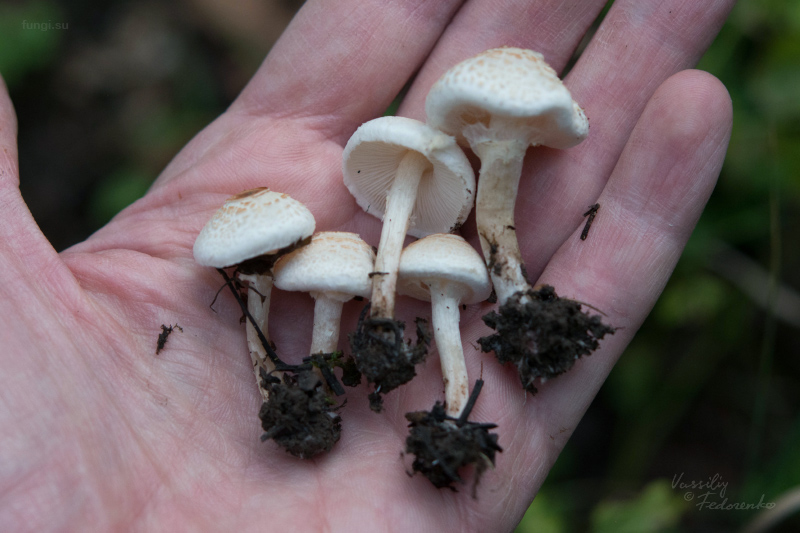 lepiota_03.jpg