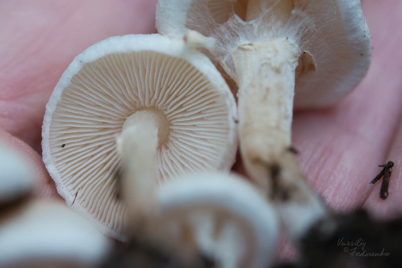 lepiota_04.jpg