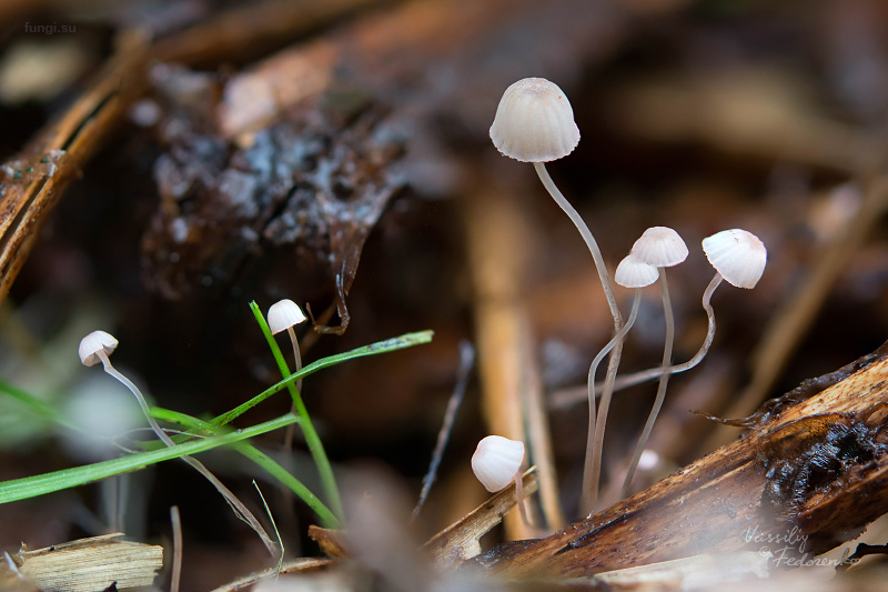 mycena-pterigena_01.jpg