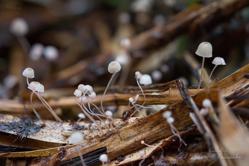 mycena-pterigena_02.jpg