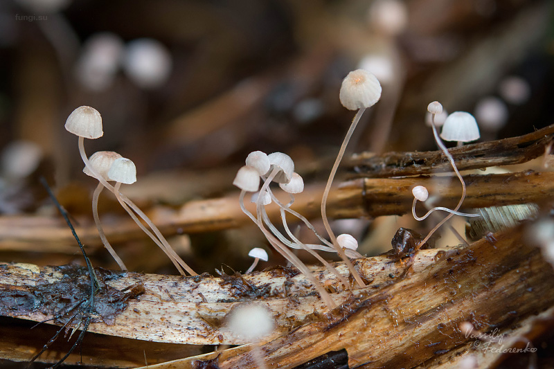 mycena-pterigena_03.jpg