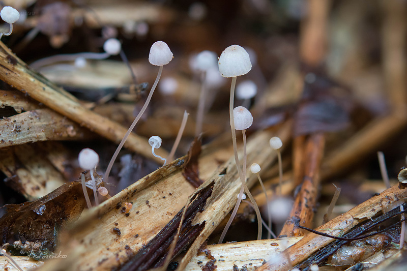 mycena-pterigena_04.jpg