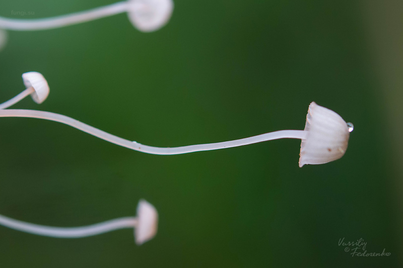 mycena-pterigena_05.jpg