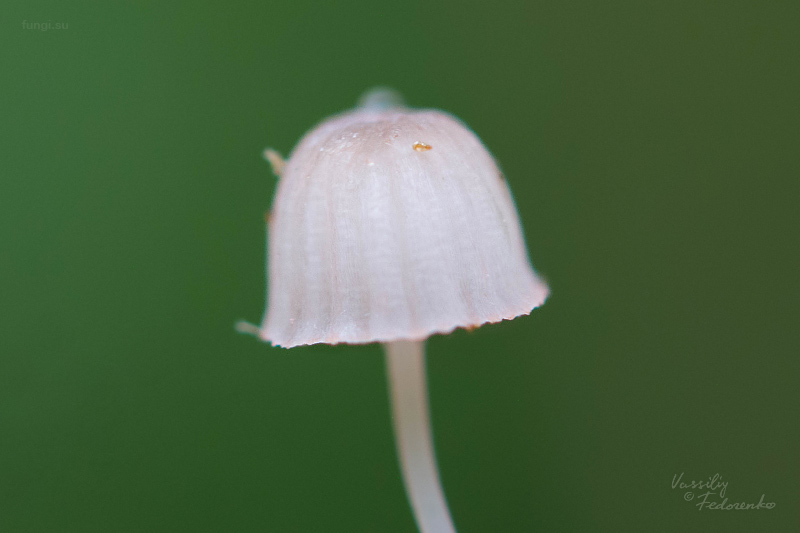 mycena-pterigena_06.jpg