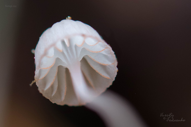 mycena-pterigena_07.jpg