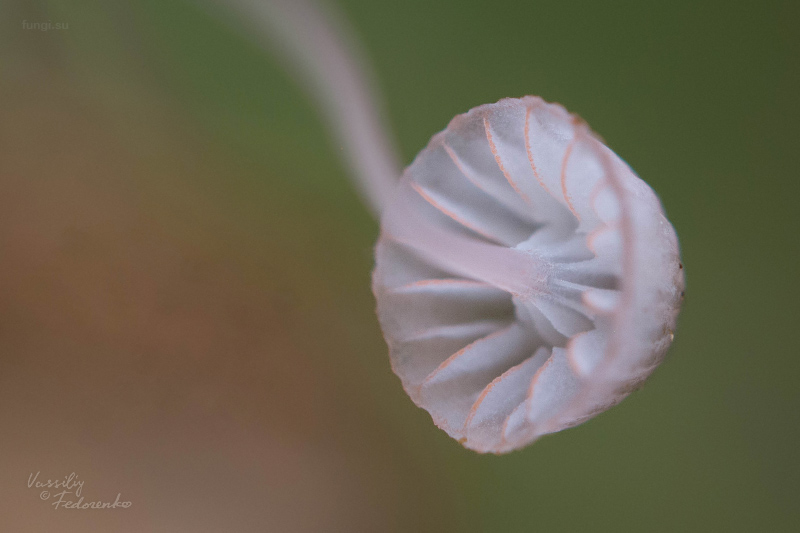 mycena-pterigena_08.jpg