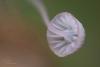 mycena-pterigena_08_t1.jpg