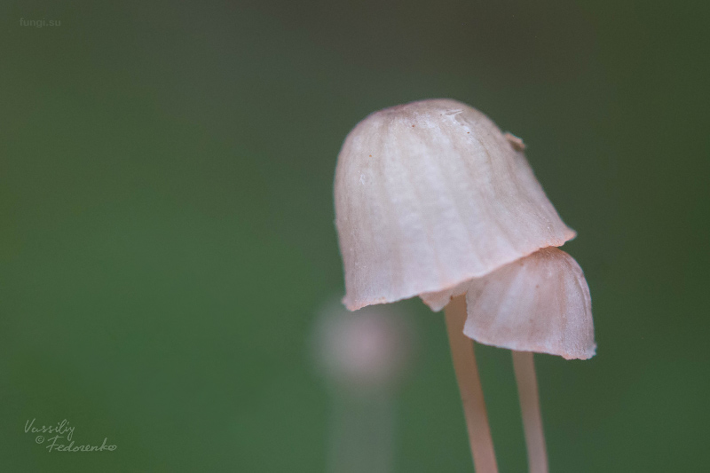 mycena-pterigena_09.jpg