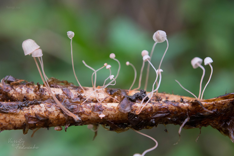 mycena-pterigena_10.jpg