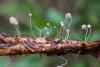 mycena-pterigena_10_t1.jpg