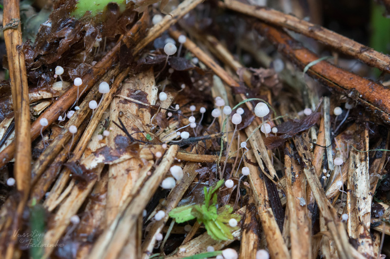 mycena-pterigena_12.jpg