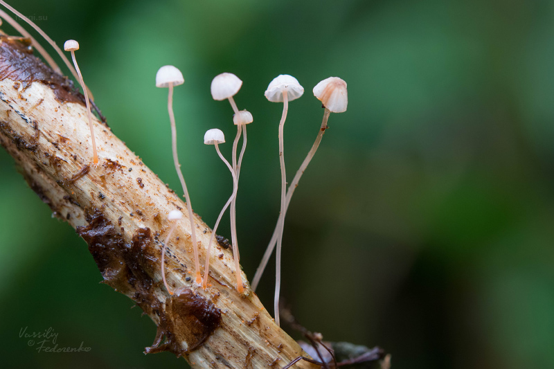 mycena-pterigena_13.jpg