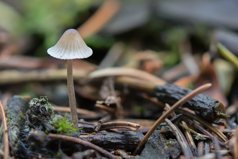 mycena_01_1.jpg