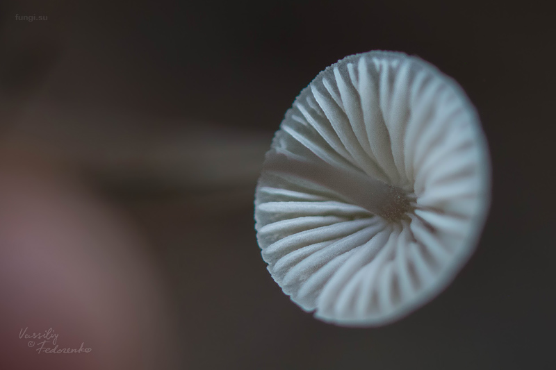 mycena_01_2.jpg