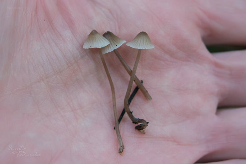 mycena_01_4.jpg