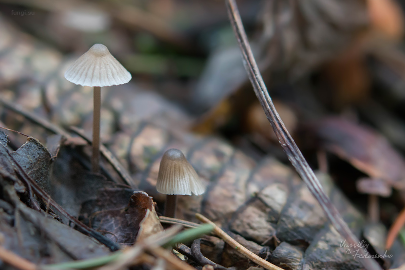 mycena_01_5.jpg