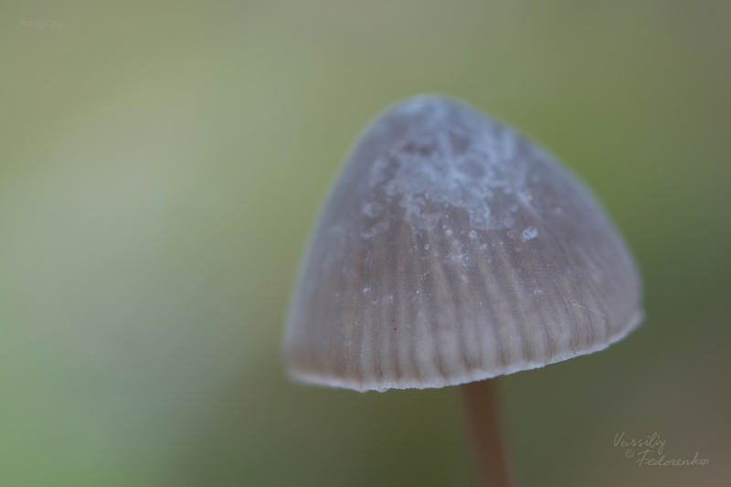 mycena_02_2.jpg