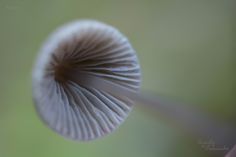 mycena_02_3.jpg