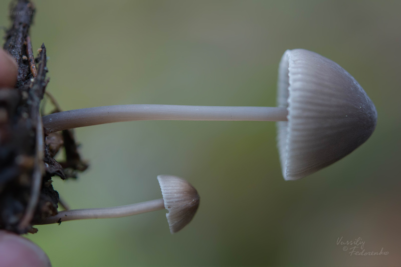 mycena_02_4.jpg