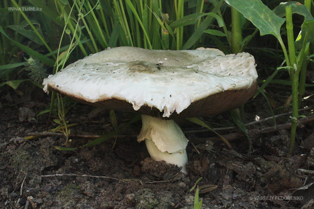 agaricus_campestris_1ss.jpg