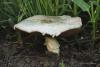 agaricus_campestris_1ss_t1.jpg