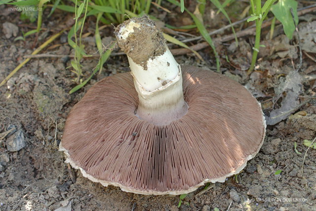 agaricus_campestris_2ss.jpg