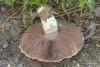 agaricus_campestris_2ss_t1.jpg