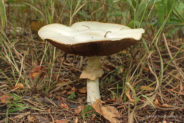 agaricus_silvicola_1ss.jpg