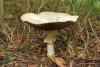 agaricus_silvicola_1ss_t1.jpg