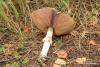 agaricus_silvicola_2ss_t1.jpg