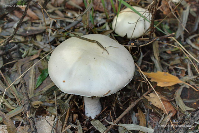 agaricus_silvicola_3ss.jpg