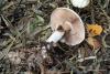 agaricus_silvicola_4ss_t1.jpg