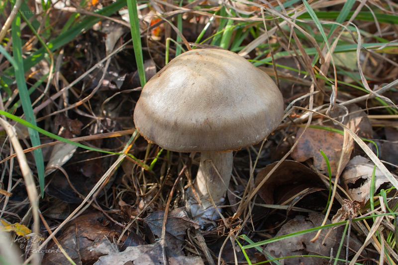 cortinarius-infractus-01.jpg