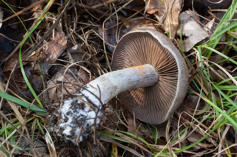 cortinarius-infractus-02.jpg