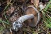 cortinarius-infractus-02_t1.jpg