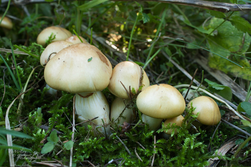 cortinarius045_1.jpg