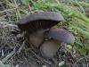 cortinarius_violaceus_1s_t1.jpg