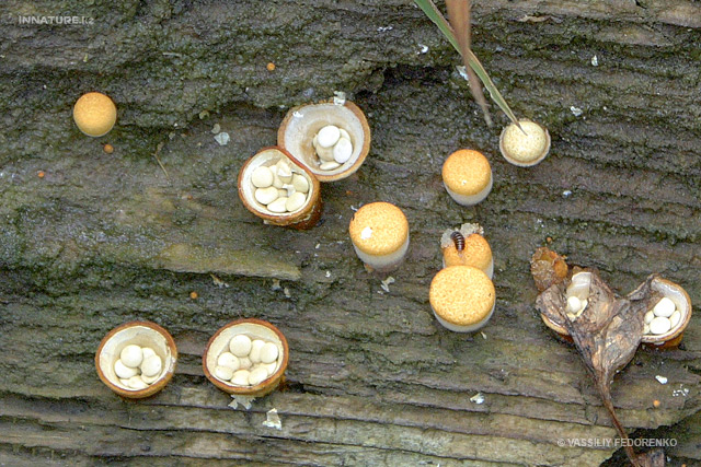 crucibulum-laeve_01.jpg