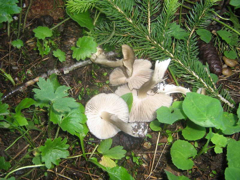 entoloma.jpg