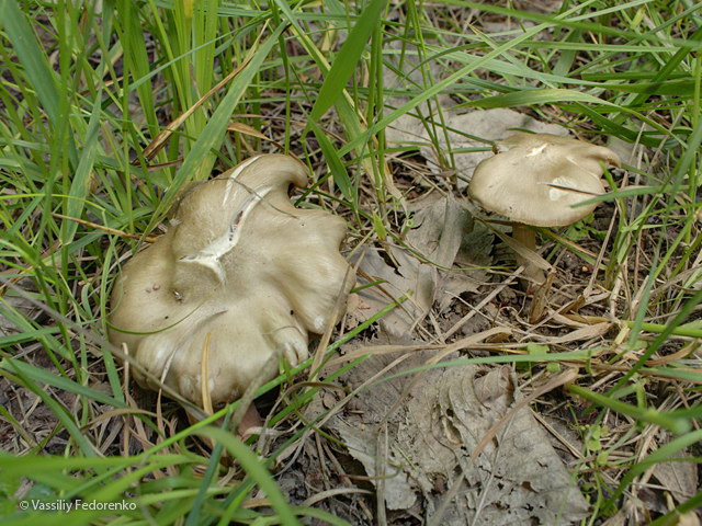 entoloma_clypeatum_1s.jpg