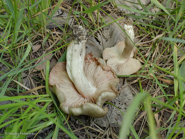 entoloma_clypeatum_2s.jpg