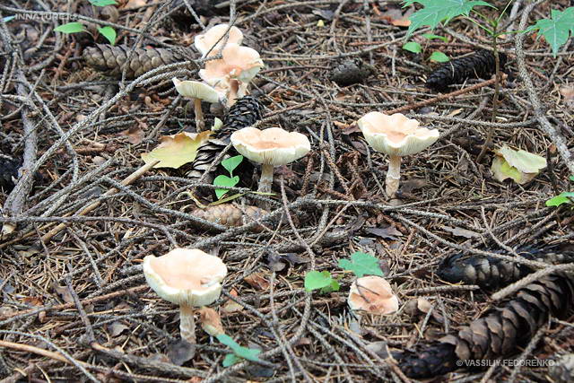 lepiota_subincarnata_01.jpg