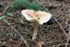 lepiota_subincarnata_02_t1.jpg